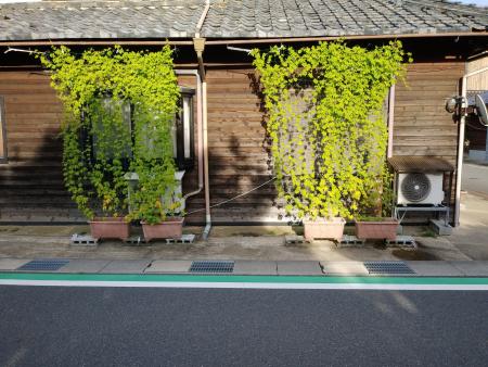 ゴーヤ写真