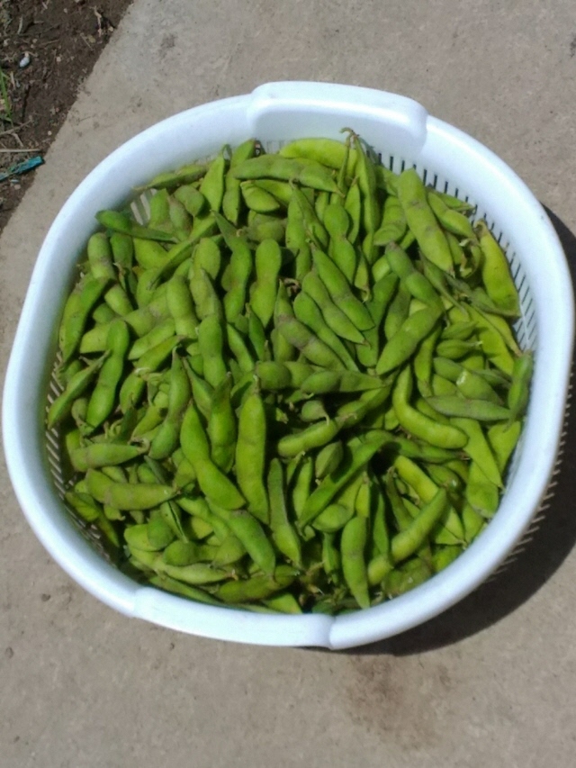 枝豆