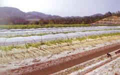 写真:永留5団地その1