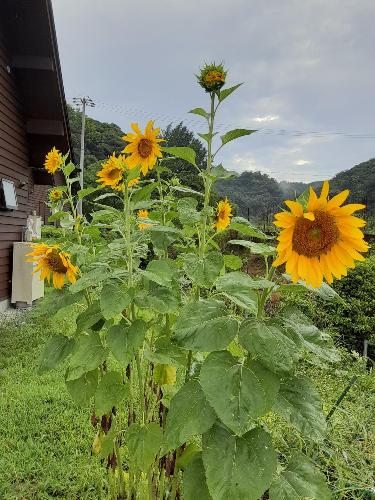 咲き誇るひまわり
