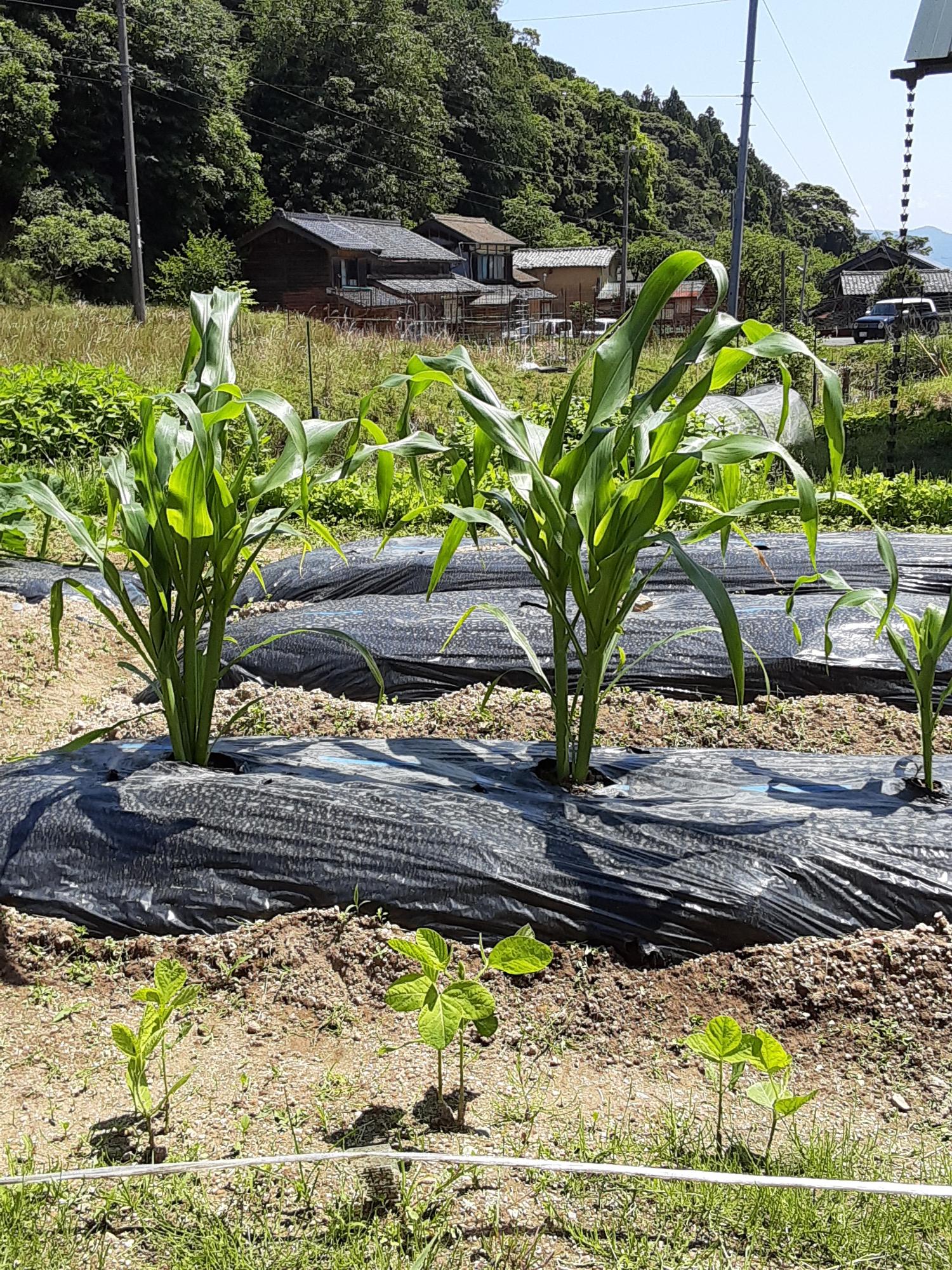 作付けした苗の様子
