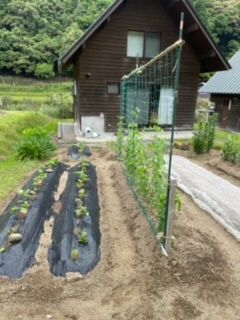 野菜