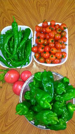 収穫した野菜