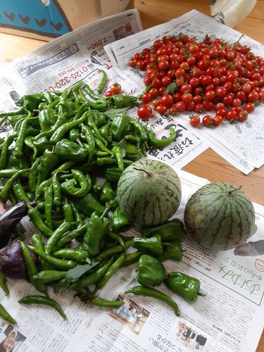 収穫した野菜たち
