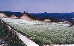 写真:井辺団地その1