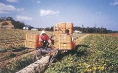 写真:和田野団地その1
