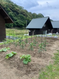 野菜