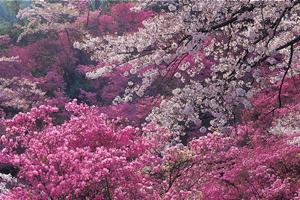 神童寺「重要文化財」の桜・ミツバツツジ