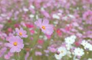 市の花「コスモス」