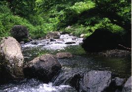 場所は弥栄町の野間川です