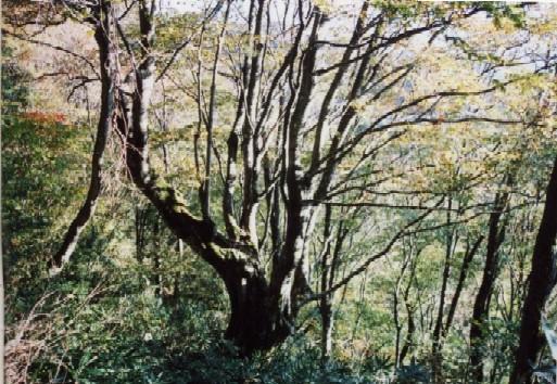内山の大ブナの写真