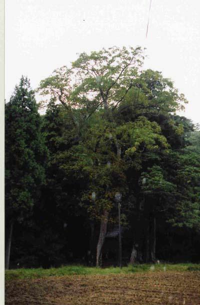 八幡神社のムクロジの写真