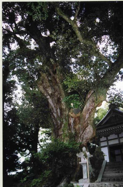 生王部神社にそびえ立つ大きなスダジイの写真
