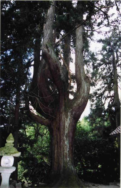 霧ノ宮神社にそびえ立つ八岐スギの写真