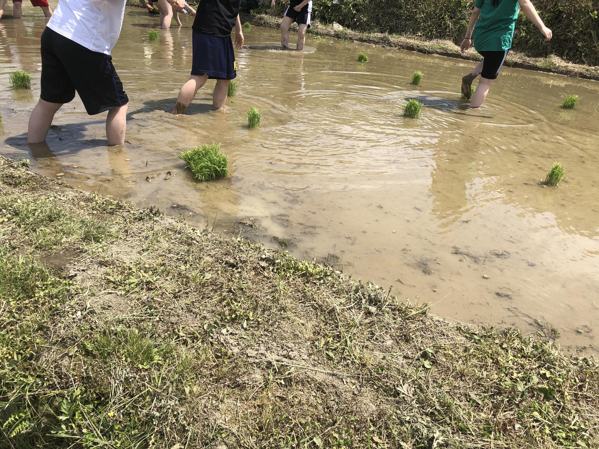 田植えの風景