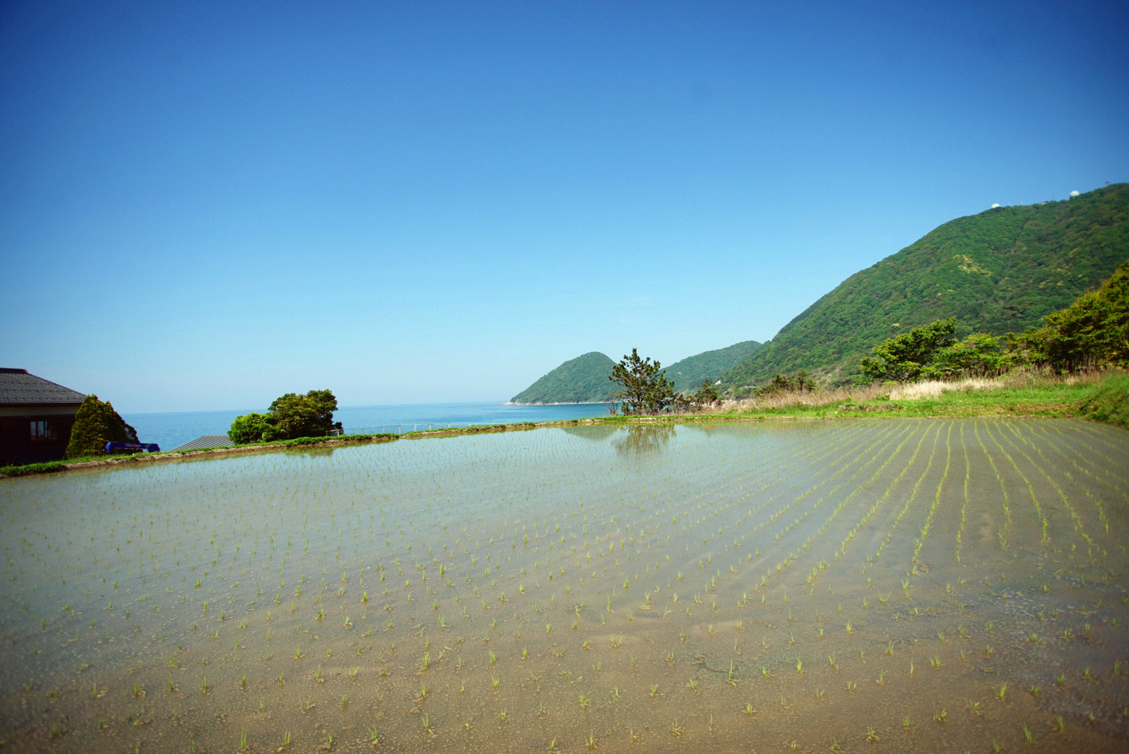 棚田の風景