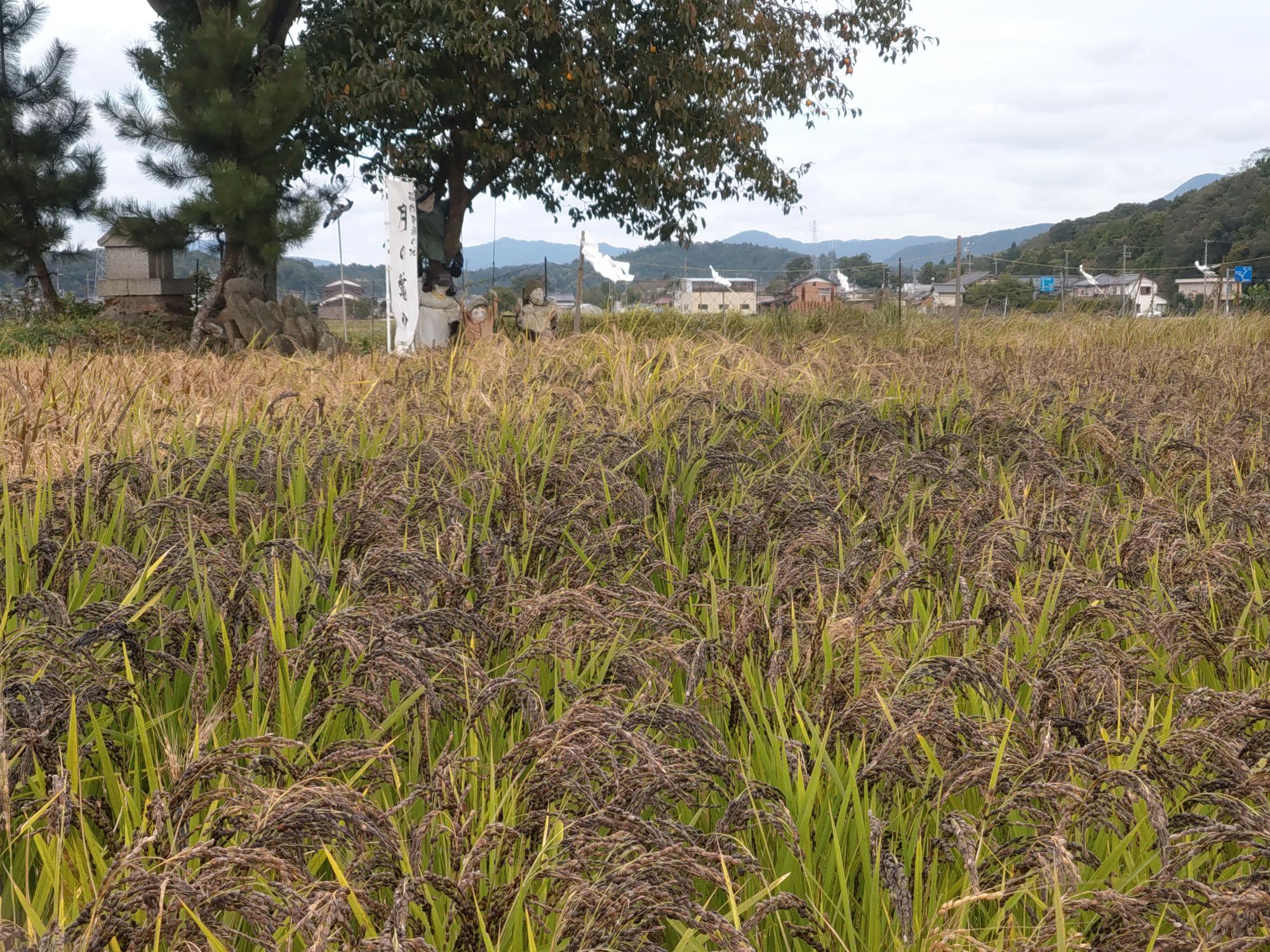 月の輪田圃場