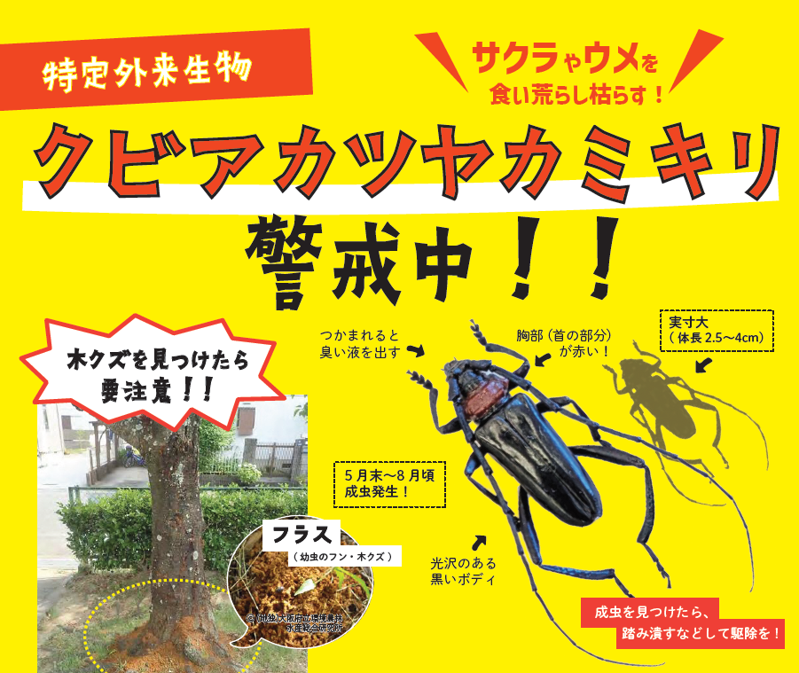 クビアカツヤカミキリチラシ