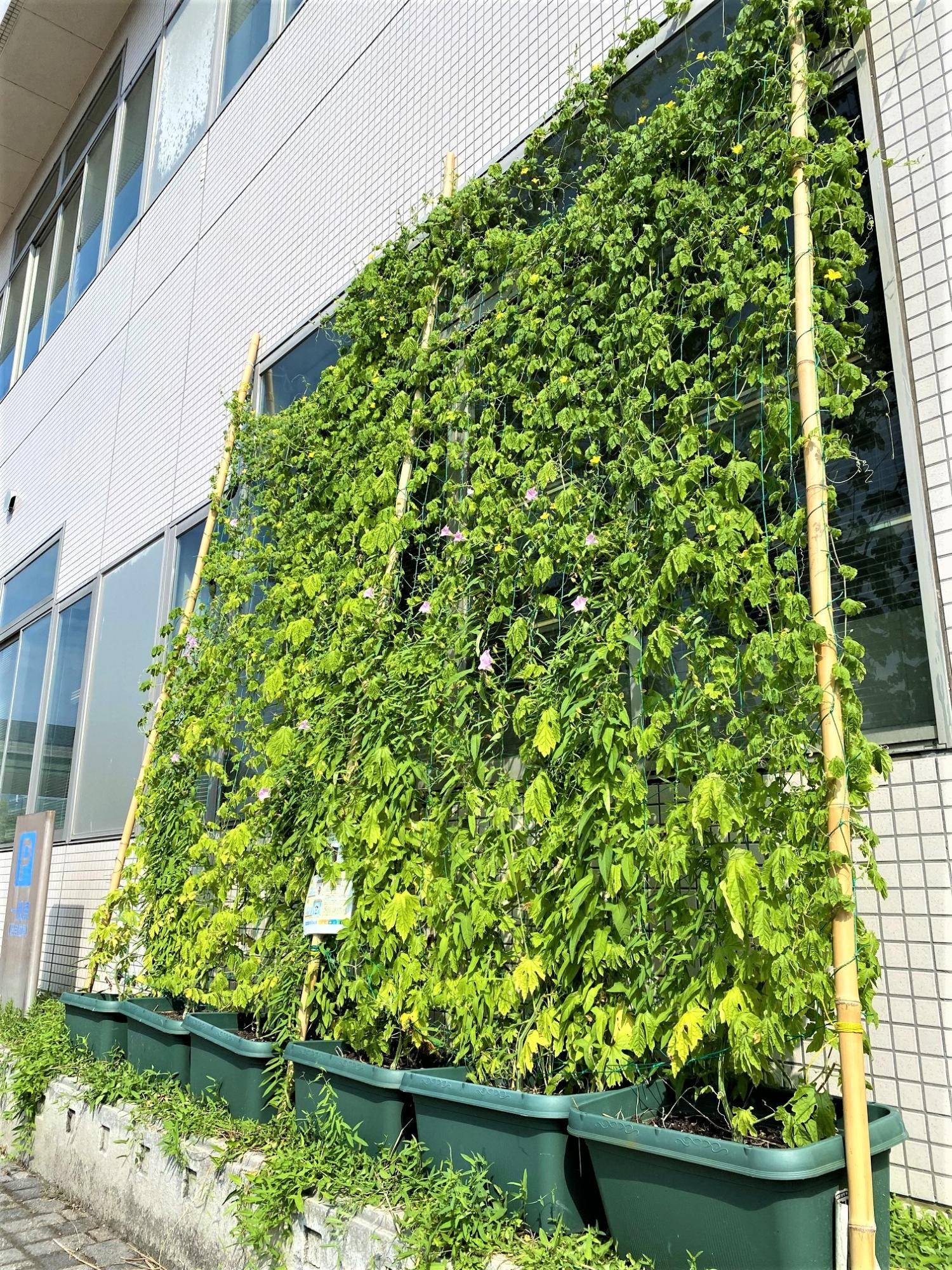 峰山庁舎に設置していた緑のカーテン(令和4年9月)