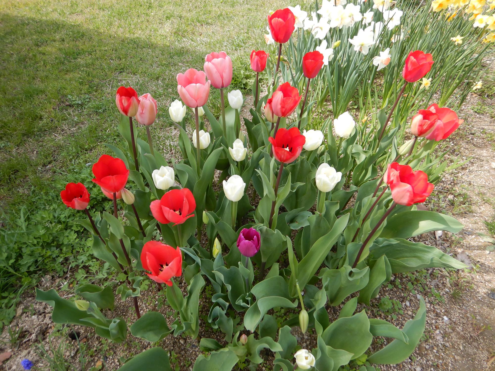 園内に咲く花