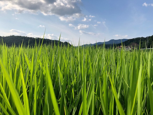 田んぼと空