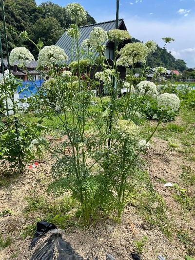 大きなニンジンの茎