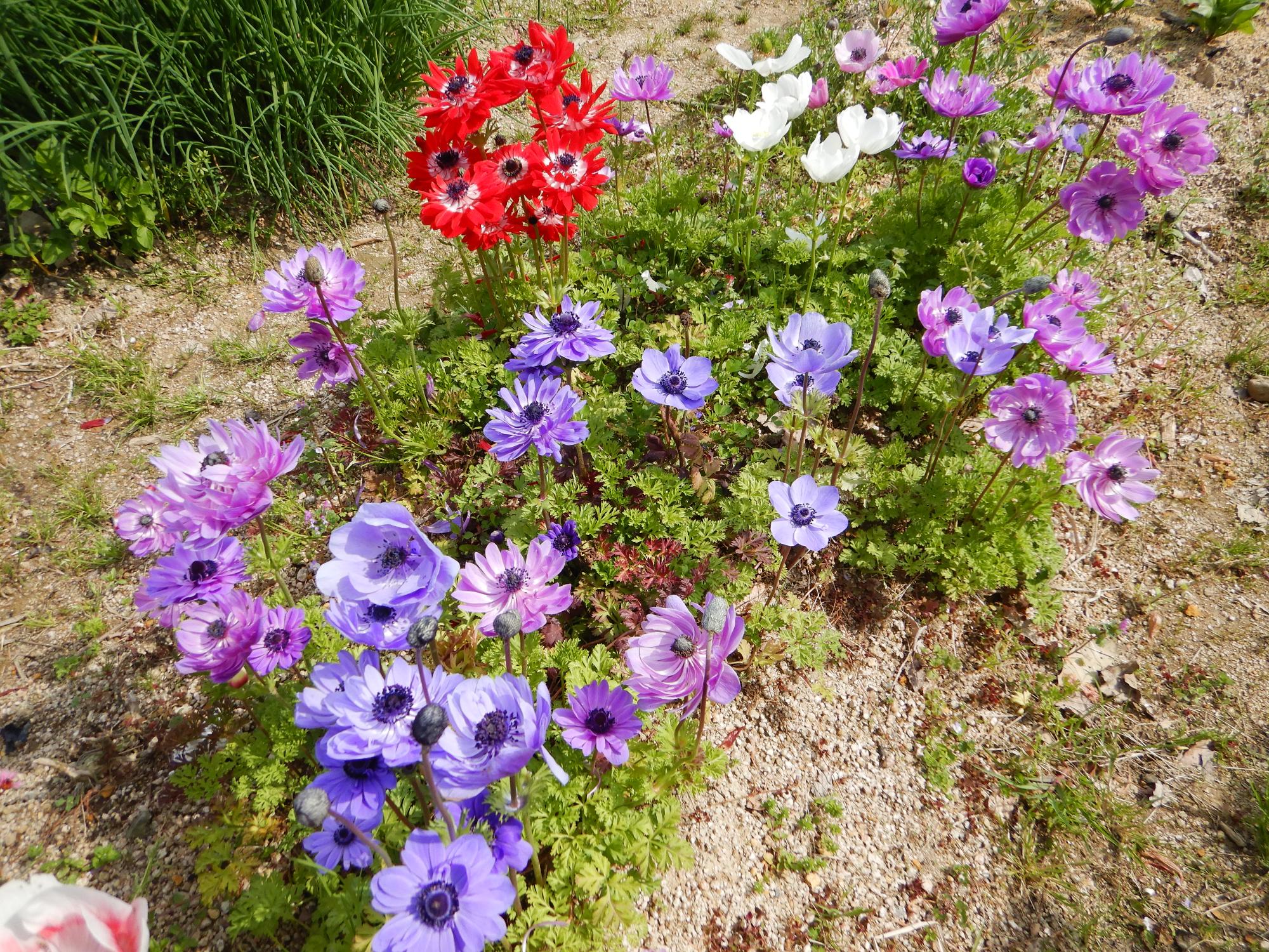 園内に咲く花