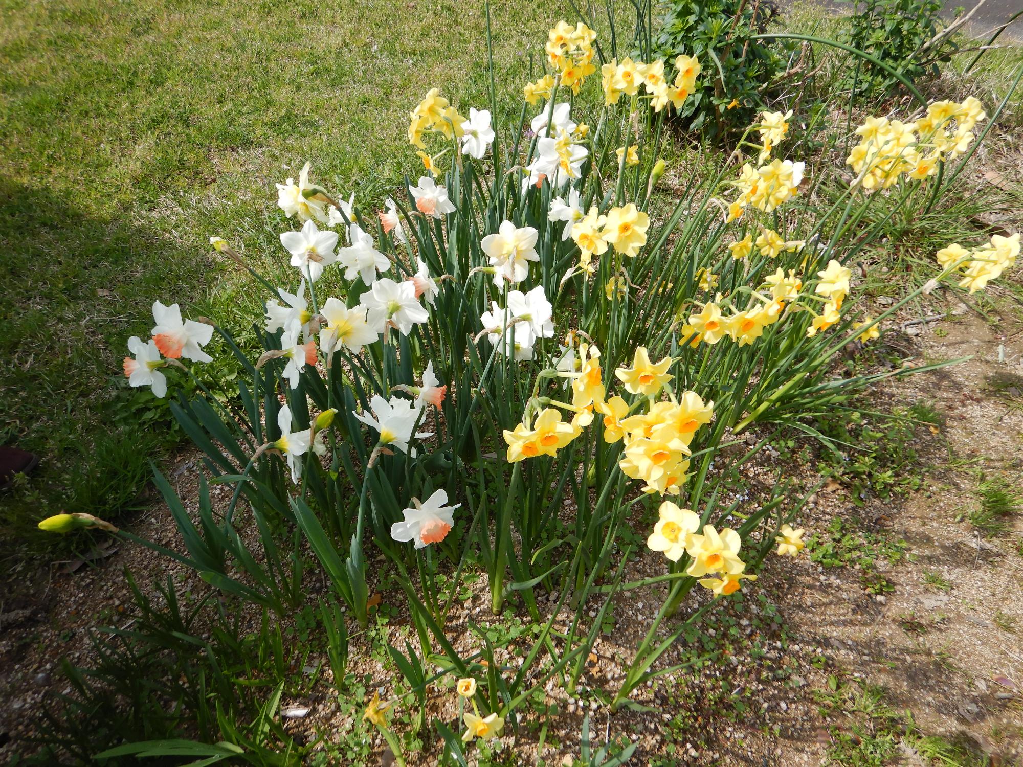 園内に咲く花