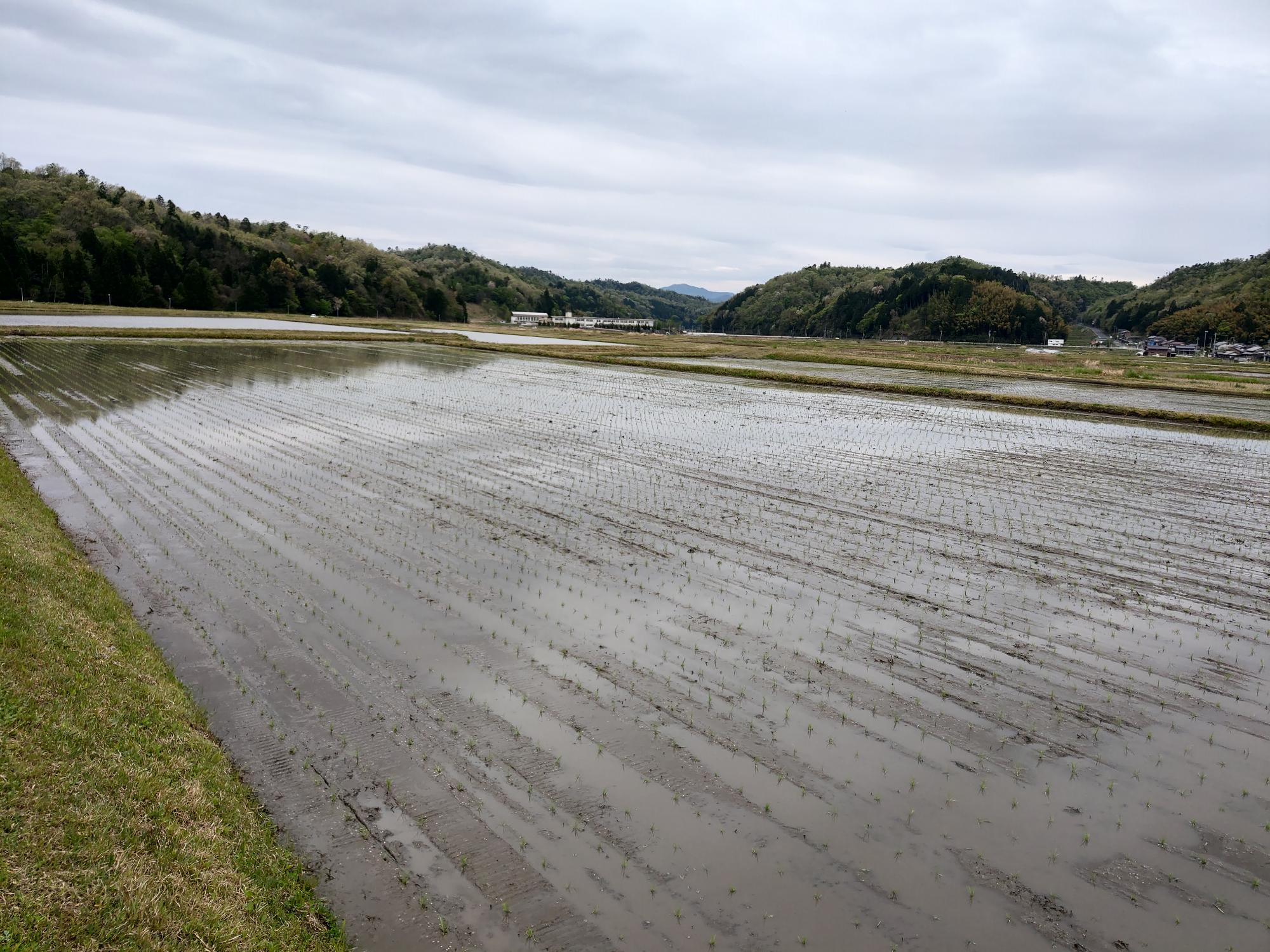 田植え完了