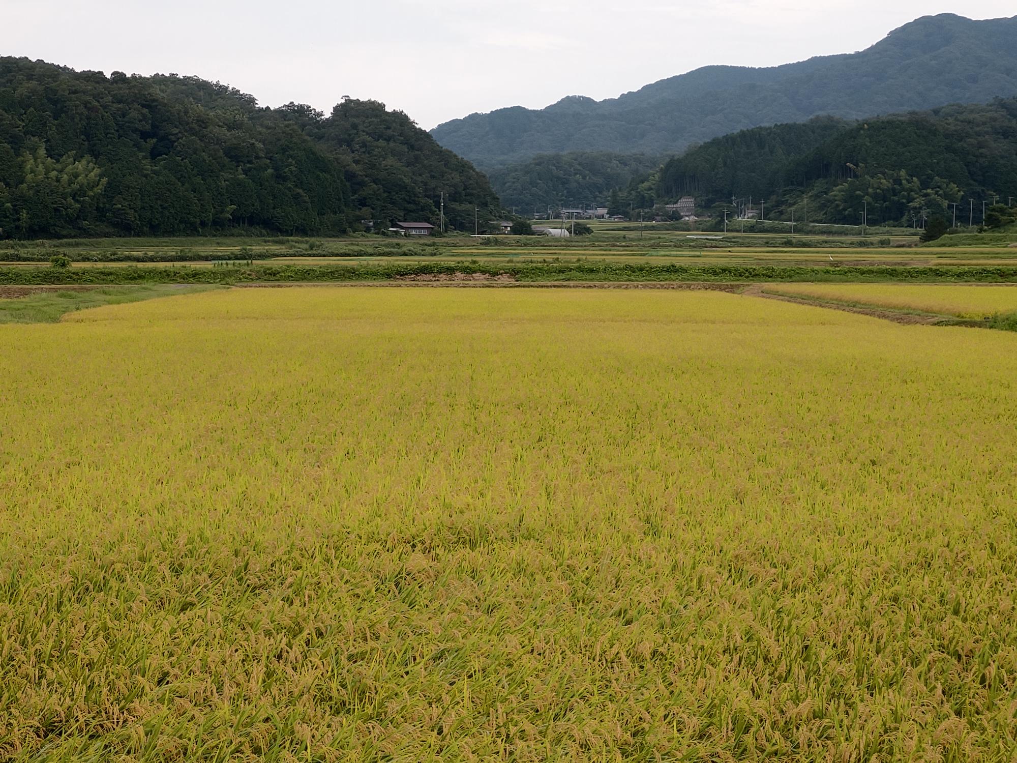 稲刈前圃場