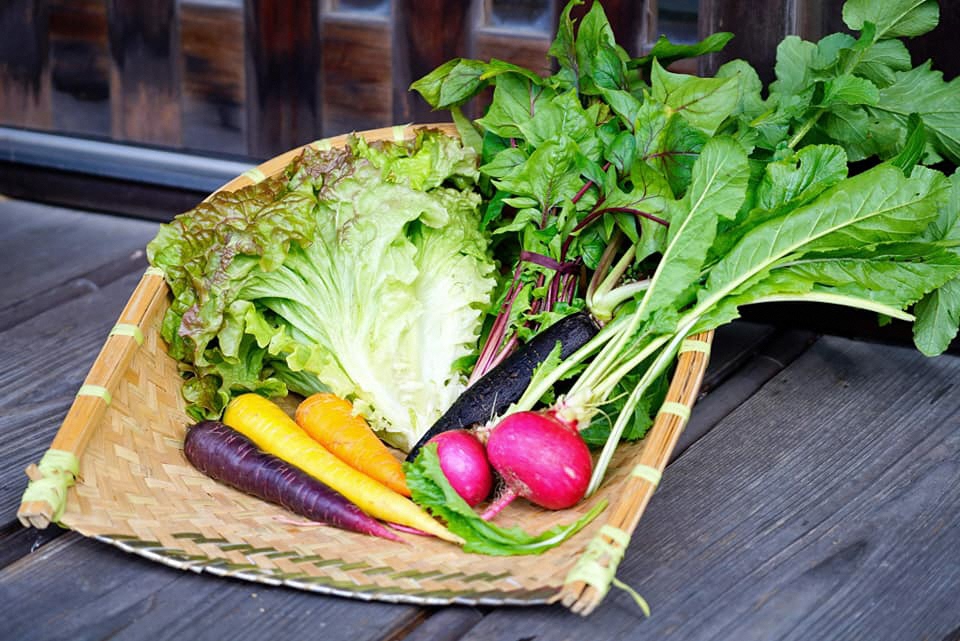 採れた野菜