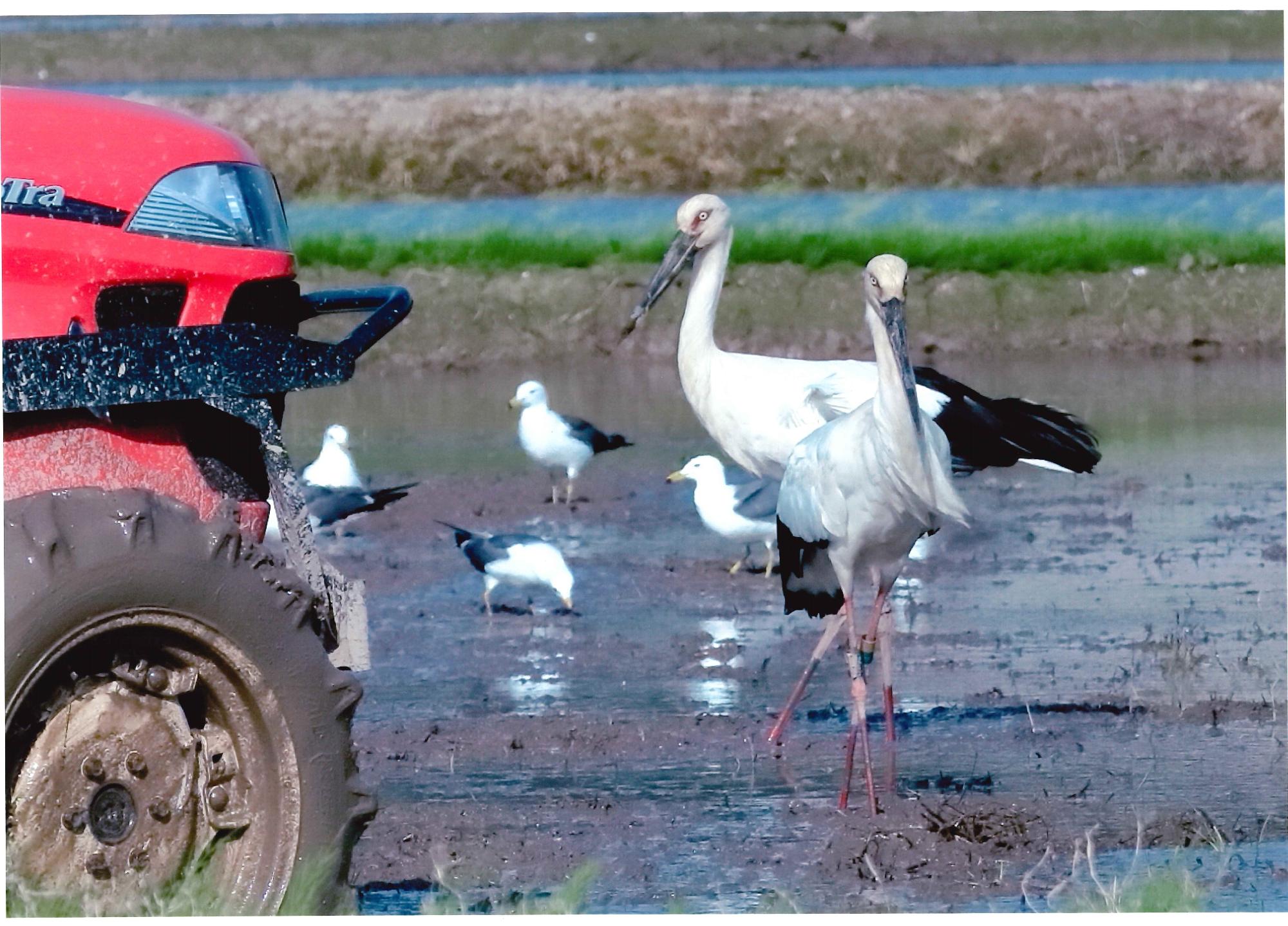 ［一般の部］【銅賞】　「田んぼでポーズ」