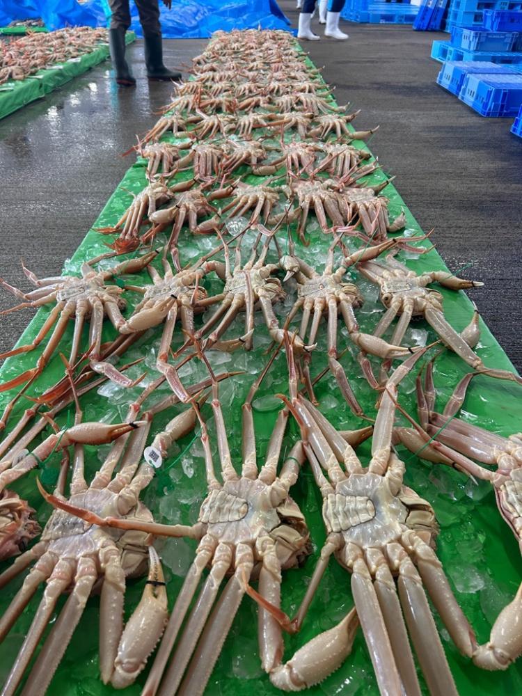 第52話 丹後の冬の味覚「ズワイガニ」漁解禁／京丹後市