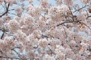 市の木「桜」