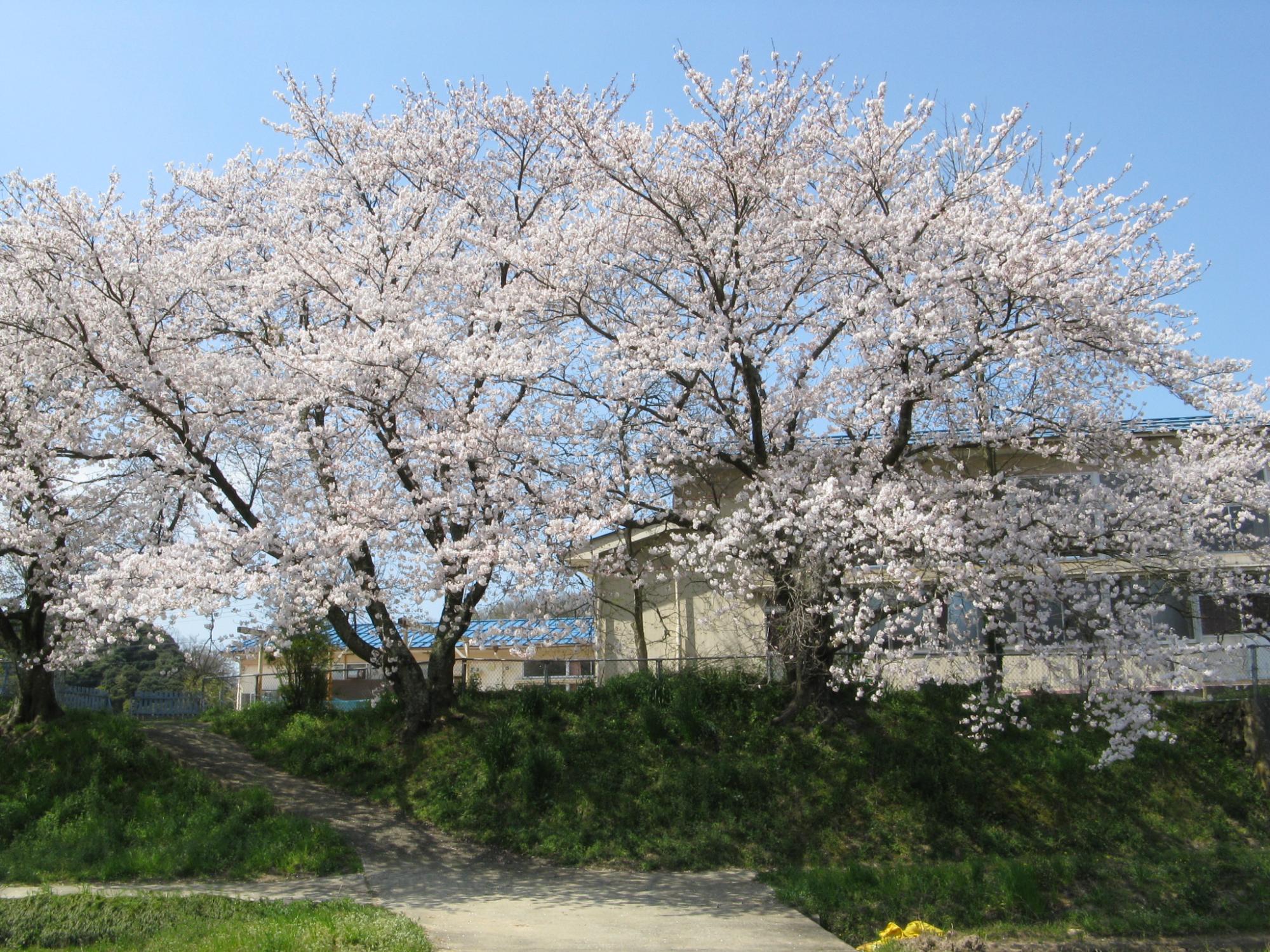 桜