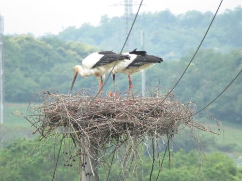 コウノトリとヒナの画像