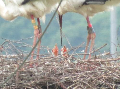 コウノトリとヒナの画像