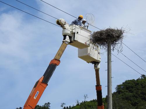 コウノトリ捕獲画像