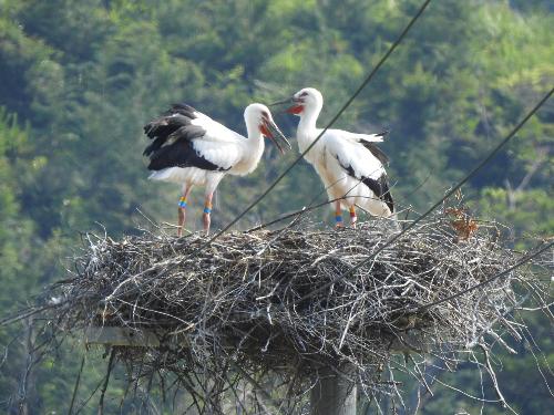 コウノトリのヒナの画像