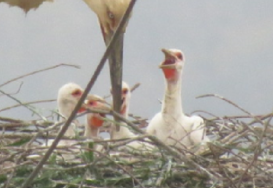 平成31年4月7日コウノトリヒナ4羽拡大