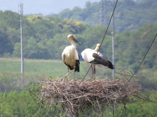 コウノトリ画像