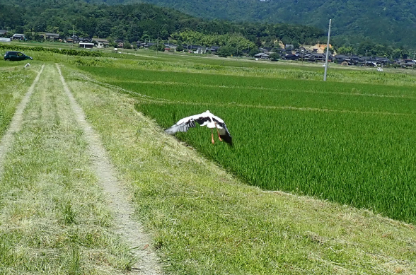 令和元年6月26日撮影コウノトリのヒナ放鳥の様子（兵庫県立コウノトリの郷公園提供）