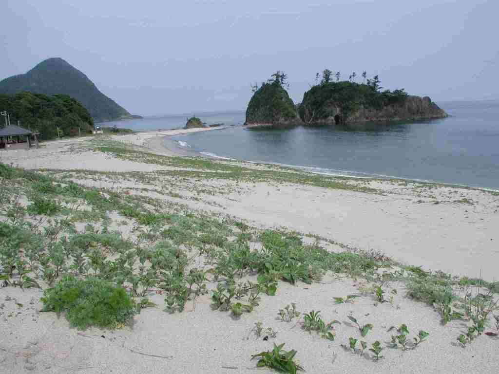 平海岸海浜植物群自生地の写真