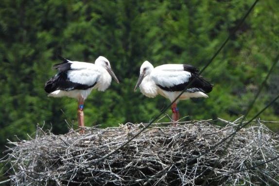 令和5年網野町島津コウノトリ2羽巣立ち